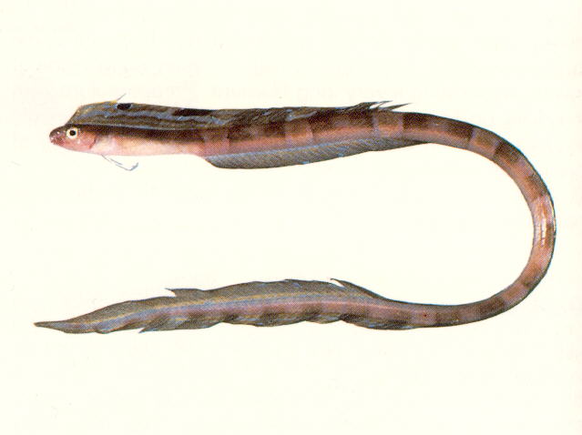 Xiphasia setifer Swainson, 1839